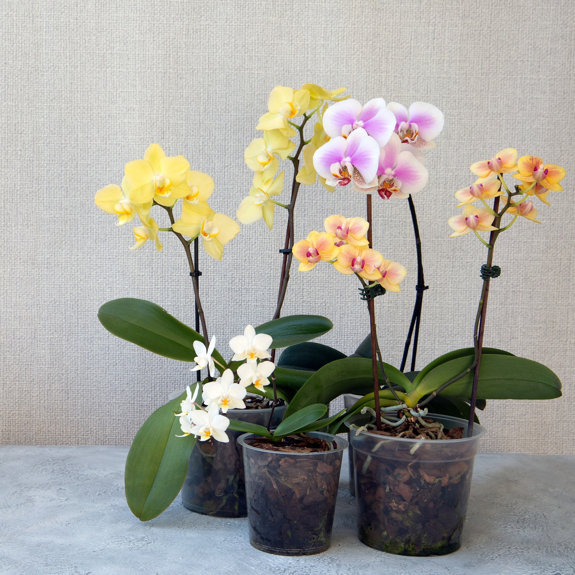 Orquídeas